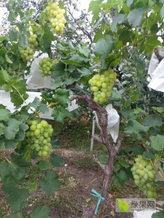 2019年山西临猗维多利亚价格