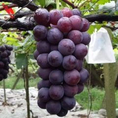 不要代办费，客户过来免费接送看货。浦江巨峰葡萄。