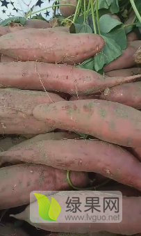 河南省开封市开封县沙地西瓜红大量上市