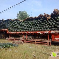 精品黑皮吊冬瓜 15斤起步