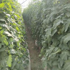 热烈祝贺2019湖北高山西红柿即将上市