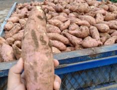 2020年湖北宜城红薯大量开工