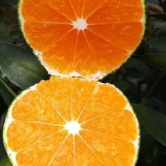 供应特早蜜桔 温州蜜橘