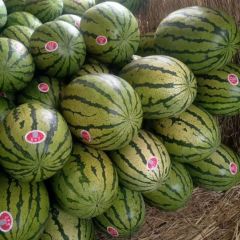 靖远县硒砂石头西瓜