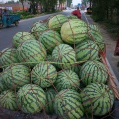河南太康西瓜大量上市，龙卷风，黑无籽，花豹！