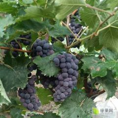 河北邢台威县大量京亚，夏黑维多利亚上市了……