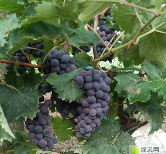 2019年河北威县京亚价格