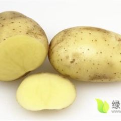 优质马铃薯批发