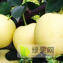 漂亮的黄金梨