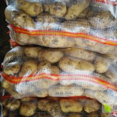 新民市大量供应荷兰土豆