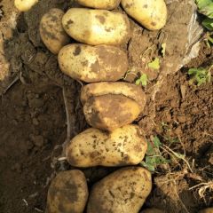 盘龙土豆批发市场土豆代购代销，诚信合作，货尽结账