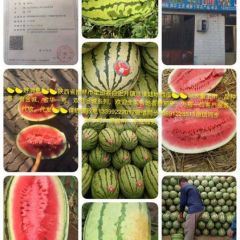 毛乌素沙漠珍品硒砂瓜