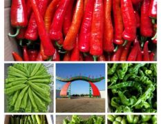 绿色蔬菜精品辣椒大量上市