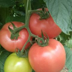 陕西淳化大棚硬粉西红柿.