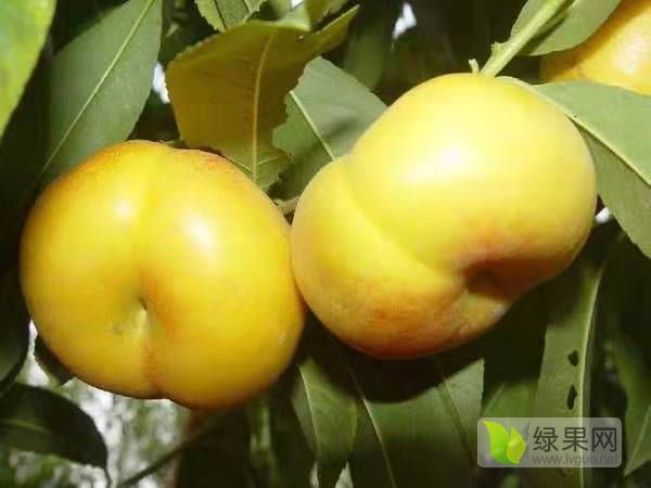 2019年山东岱岳油蟠桃价格