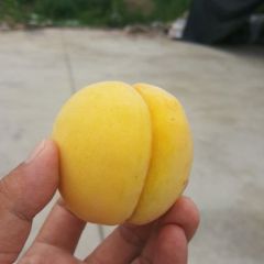 有机种植，健康至上