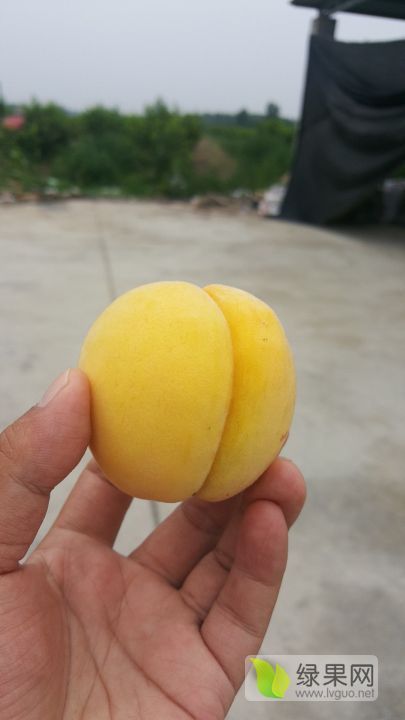 2019年湖北谷城黄桃价格