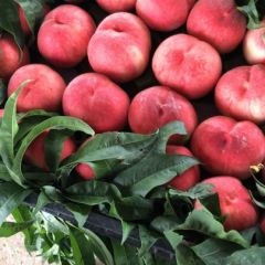 大批量供应鲜桃