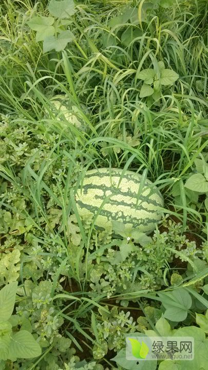 花瓜无籽等系列价格