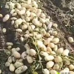 土豆有新品种：荷兰808