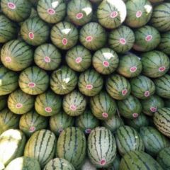 2019年内蒙古赤峰西瓜