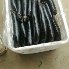 山东省泗水县供应大量紫长茄