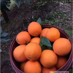 预售-奉节脐橙72-1