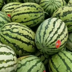 白银会宁硒砂西瓜