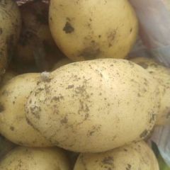 土豆。马铃薯我最棒！