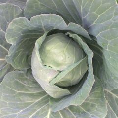 甘蓝白菜物美价廉