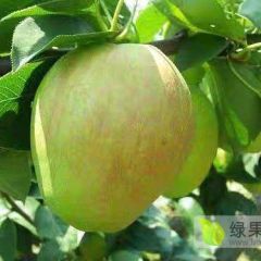 耐寒抗寒的梨树新品种 新梨7号