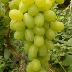 邢台威县大量维多利亚葡萄上市了