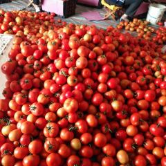 元谋西红柿收购 本人长年批发，代办蔬菜