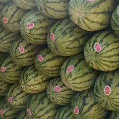 产自甘肃靖远的优质硒西瓜