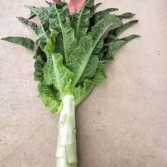 靖远县优质精品红叶莴笋大量上市中