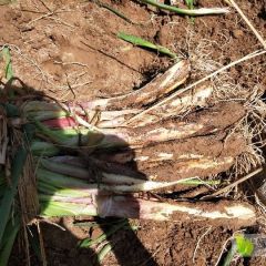 靖远县精品优质好红葱大量上市