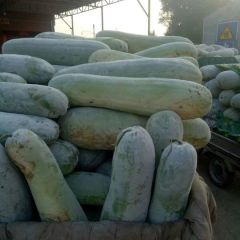 云梦白皮冬瓜大量上市，品种优良畅销大江南北