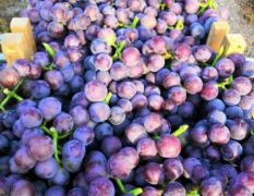 晋州市葡萄产地代收，品种多样