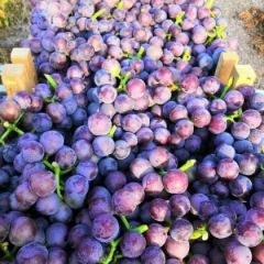 晋州市葡萄产地代收，品种多样