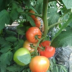 山西榆社大红西红柿上市