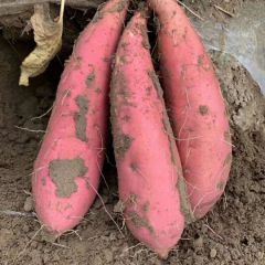 紫皮红心烟薯大量有货