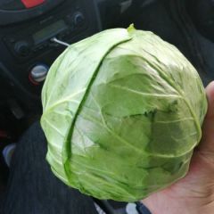 好甘蓝，便宜了，速速来订购