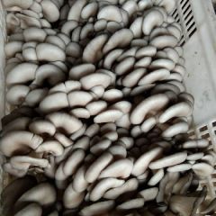 大量供应鲜平菇，西红柿