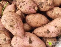 红薯农九代收代发质量有保证全国接单中热销中