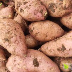 红薯农九代收代发质量有保证全国接单中热销中