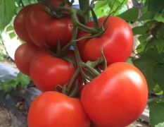 西红柿，大棚果，所有货源以质论价，产地直销
