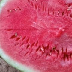 陕西定边高品质的大大大西瓜