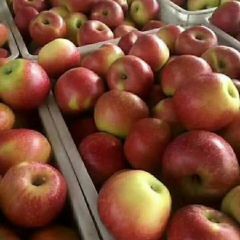 诚信经营红红果园