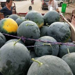 太康县黑皮无籽西瓜大量上市了，自生苗，