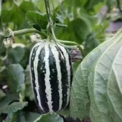 惠民大棚博洋9大量上市